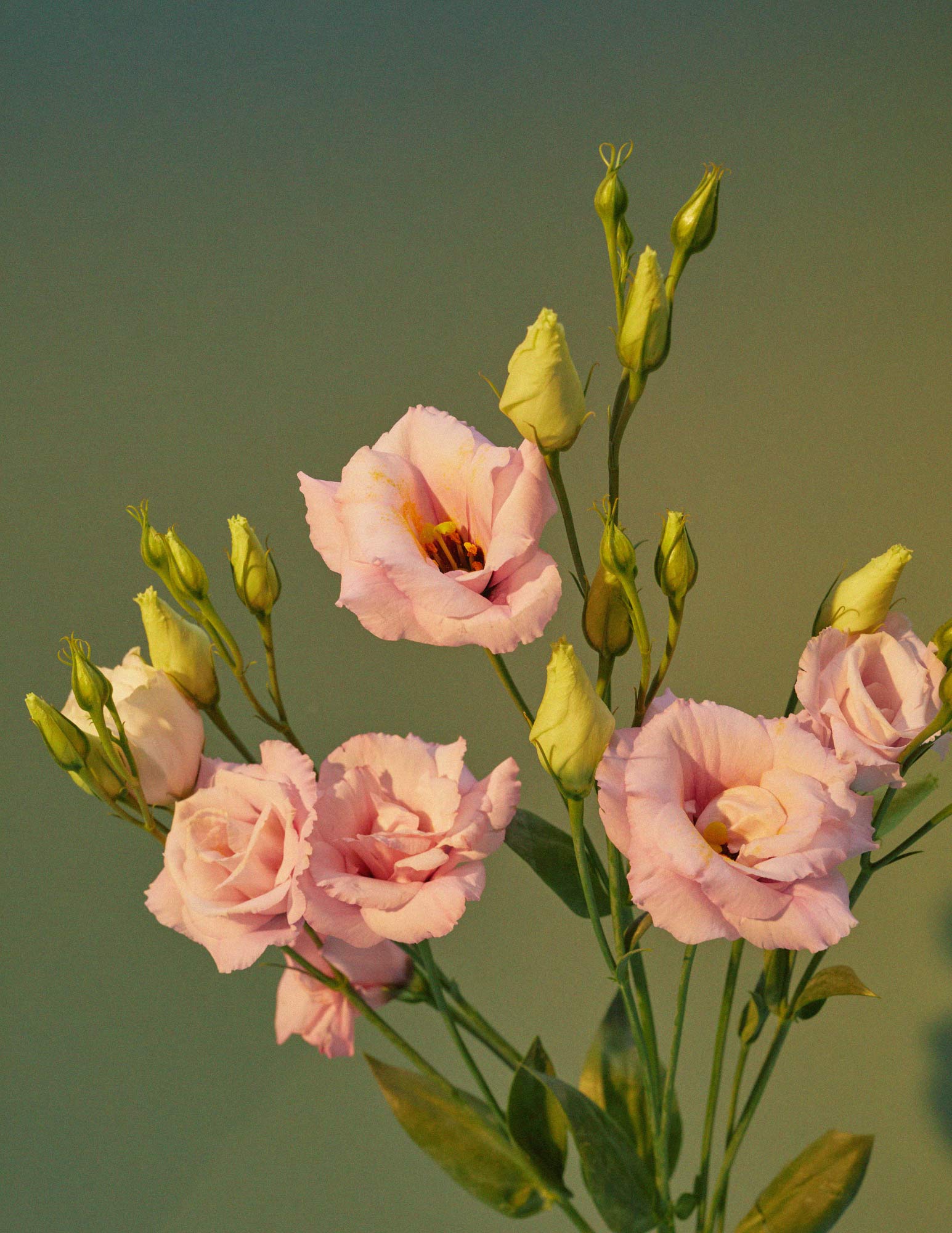 Pink flowers with green leaves against a gradient background